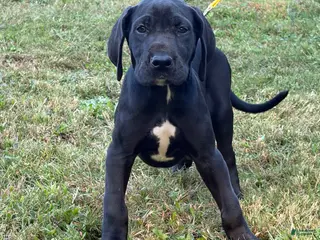 Great Dane dogs Cassidy - Ad 2