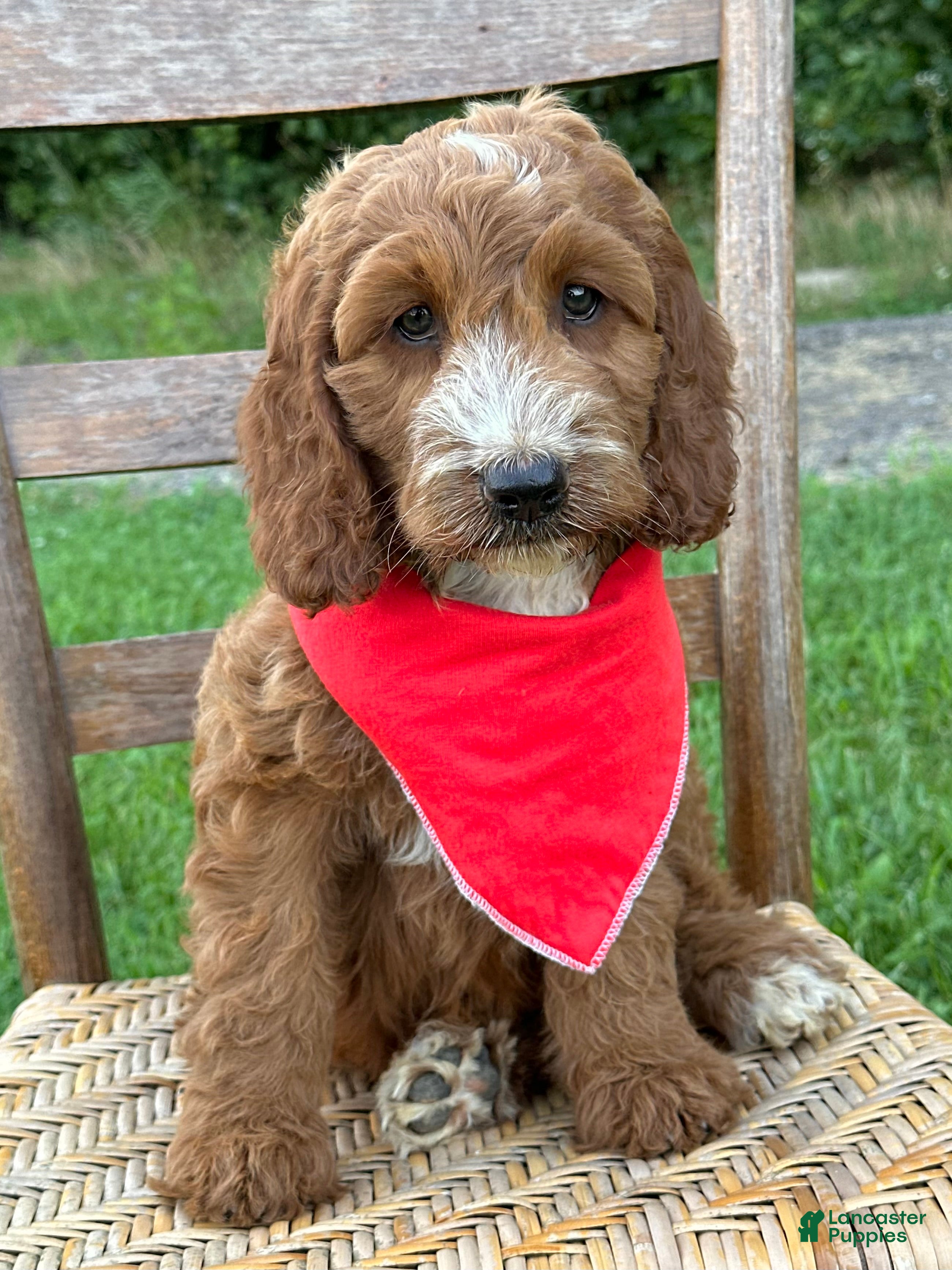 Irish Doodle dogs Maggie - Ad 2