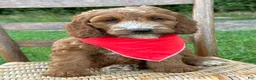Irish Doodle dogs for sale: Maggie - Ad 2