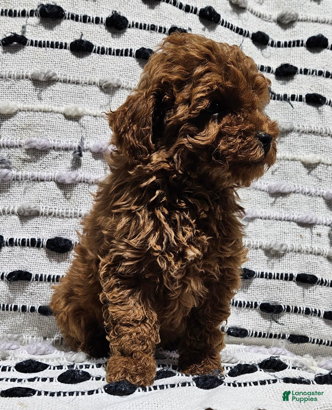 Toy Poodle dogs for sale: Brice - Ad 2
