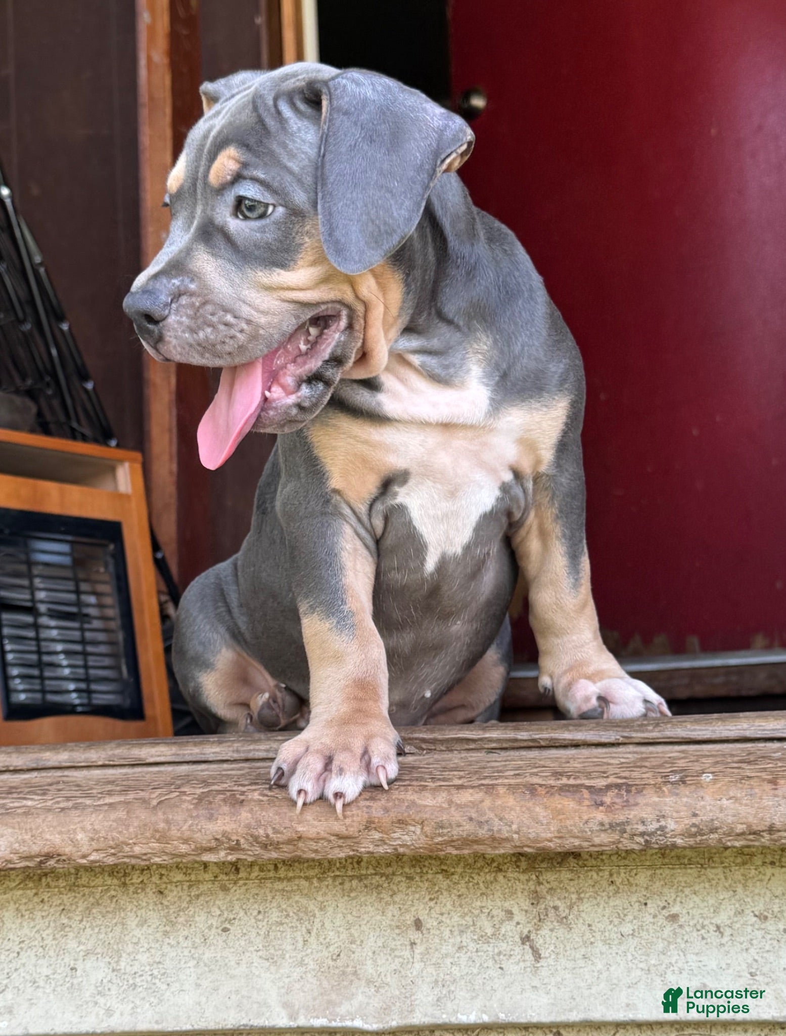 American Bully dogs Sadie - Ad 2