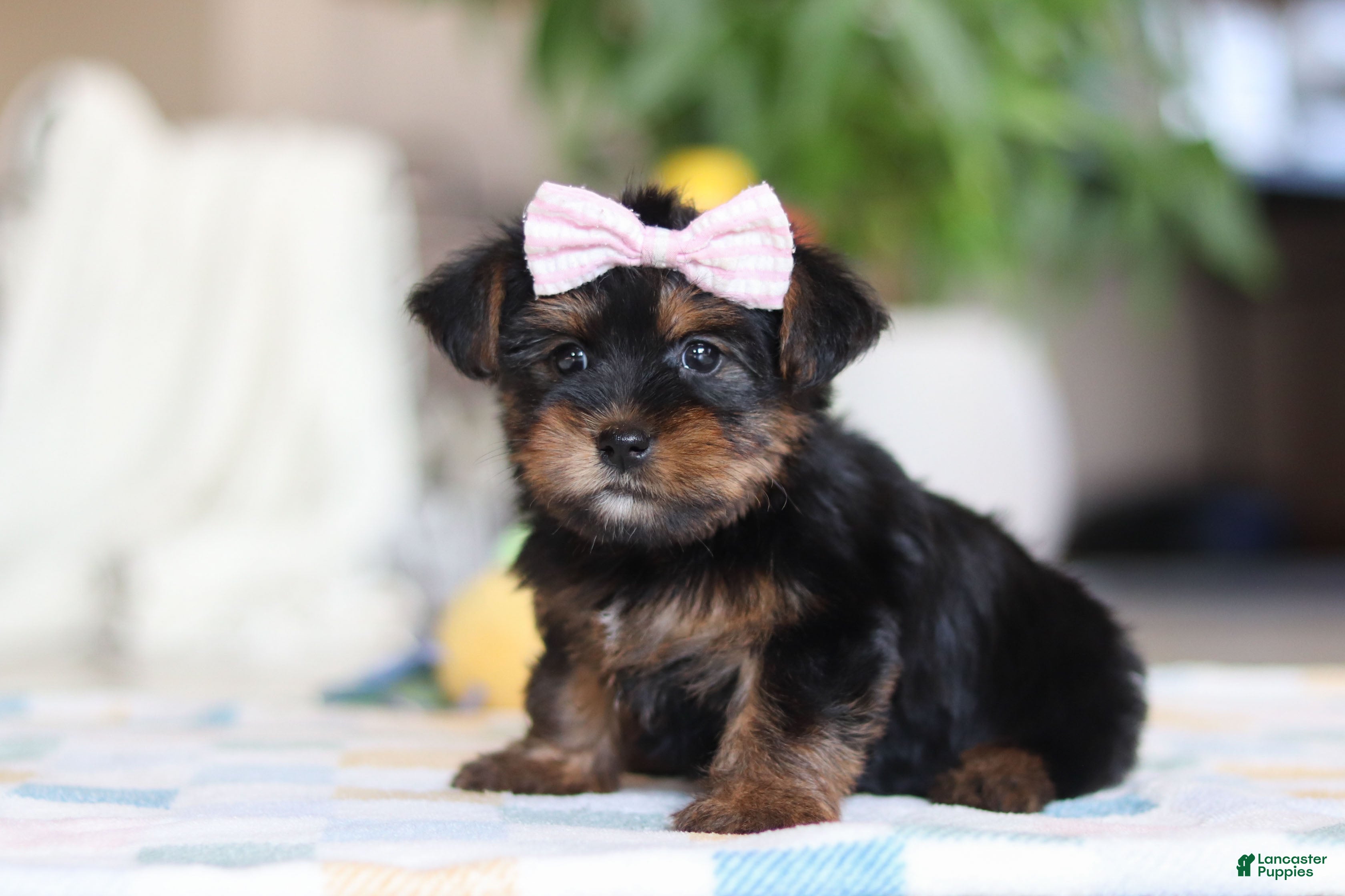 Morkie dogs Jazzie - Ad 2