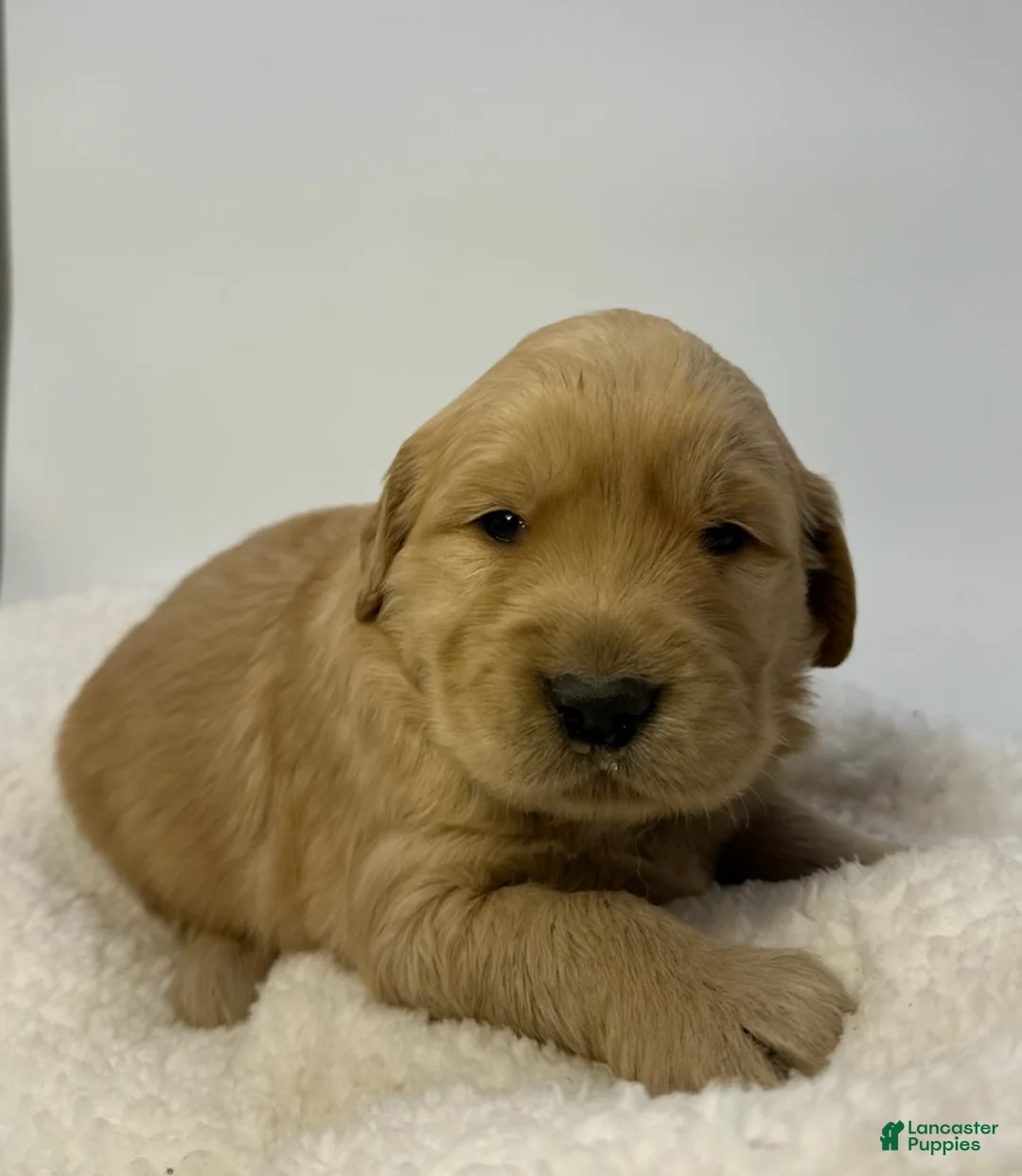 Golden Retriever dogs for sale: Boy 3 - Ad 1
