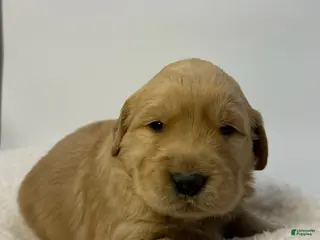 Golden Retriever dogs for sale: Boy 3 - Ad 3