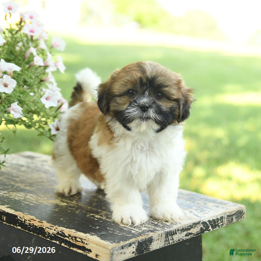 Shih Tzu dogs Sunshine - Ad 2