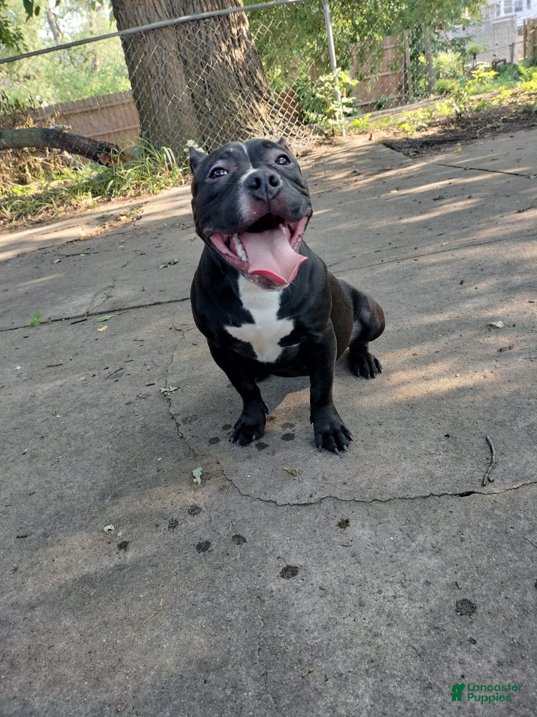American Bully dogs for sale: Black out - Ad 3