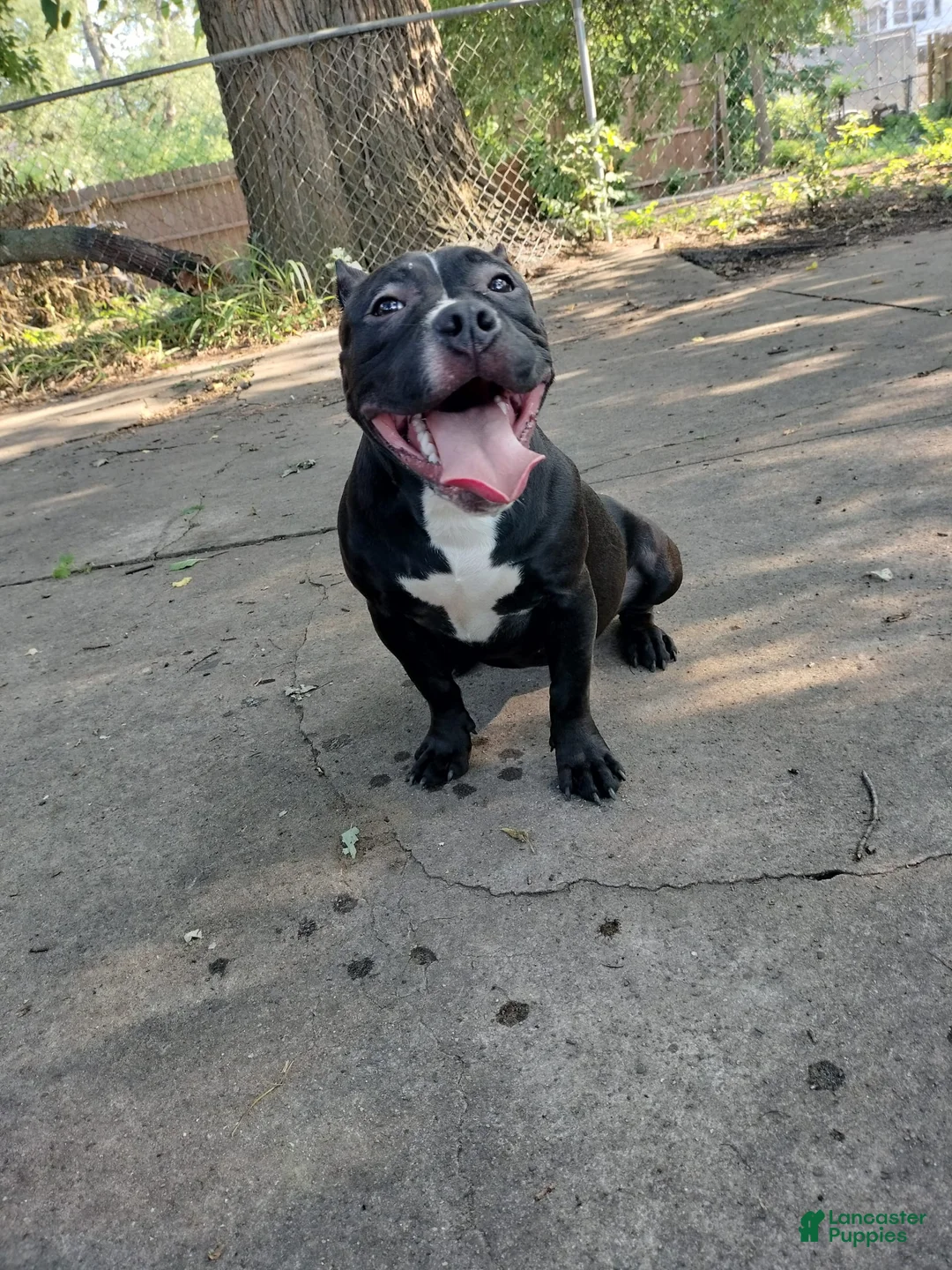 American Bully dogs for sale: Black out - Ad 3