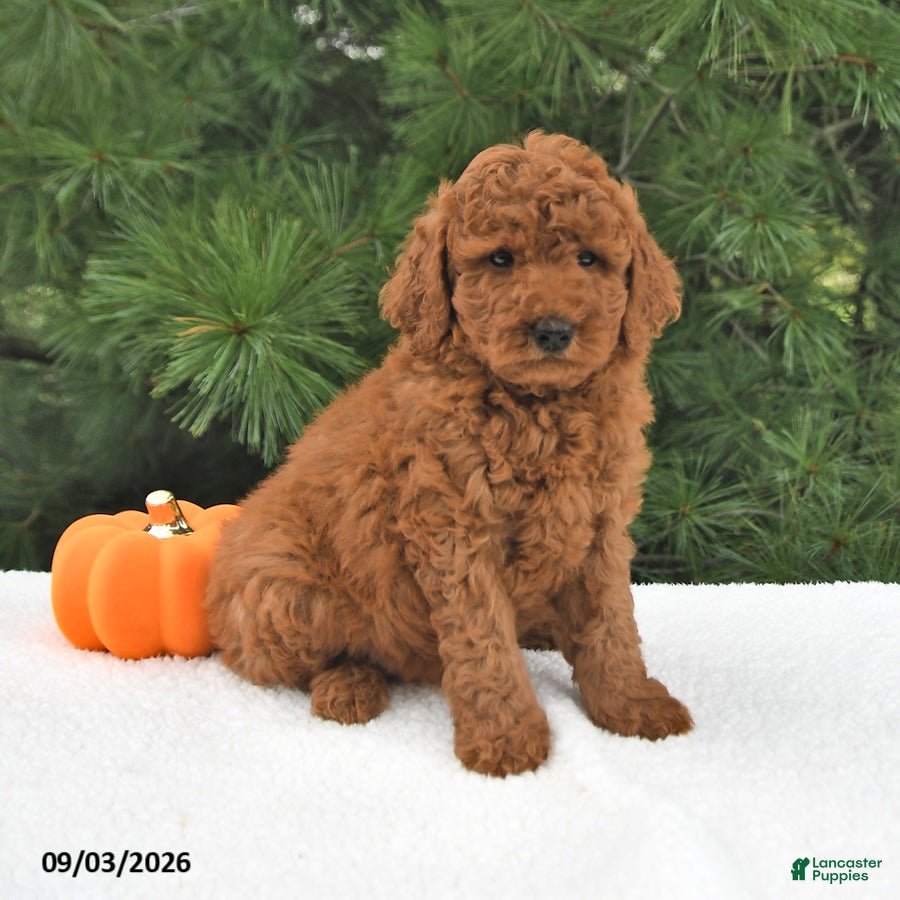 Mini Goldendoodle dogs Archie  - Ad 2