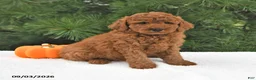 Mini Goldendoodle dogs for sale: Archie  - Ad 2