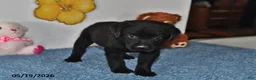 Labrador Retriever dogs for sale: Lucy - Ad 2