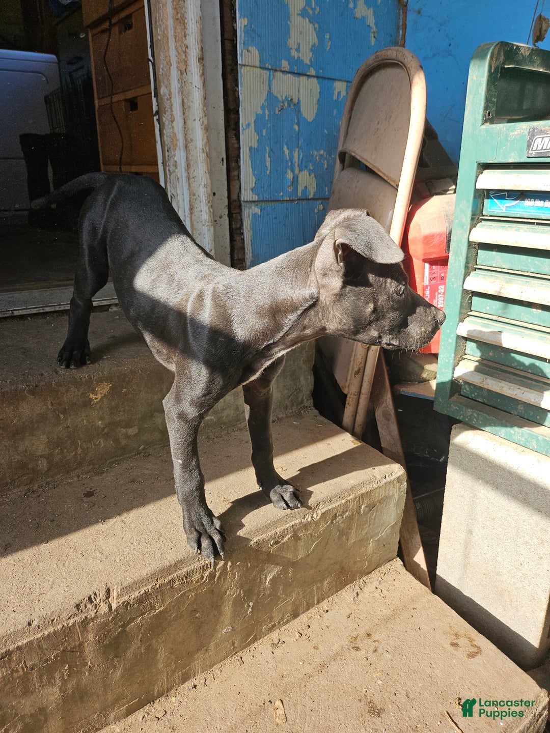 American Pit Bull Terrier dogs for sale: American Pit Bull Terrier Puppy 3 - Ad 1