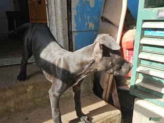 American Pit Bull Terrier dogs American Pit Bull Terrier Puppy 3 - Ad 10