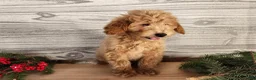 Mini Goldendoodle dogs for sale: Dover - Ad 12