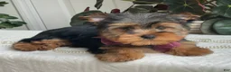Yorkshire Terrier dogs for sale: Flo - Ad 16