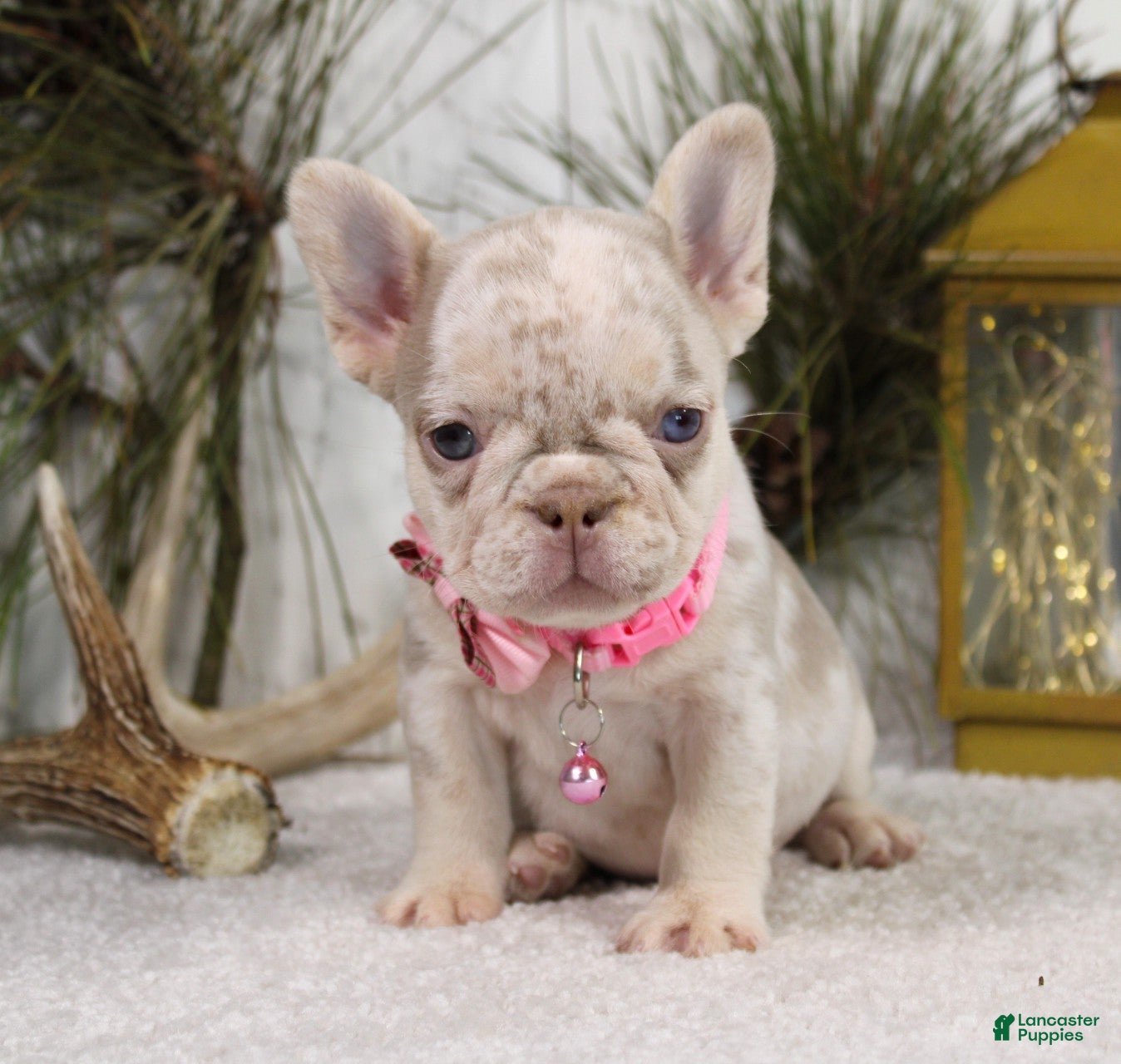French Bulldog dogs Goldie - Ad 20