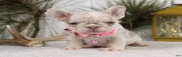 French Bulldog dogs for sale: Goldie - Ad 1