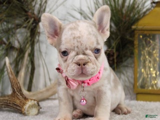 French Bulldog dogs Goldie - Ad 20