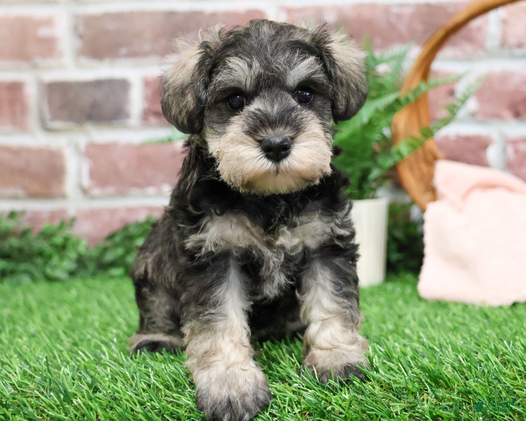 Miniature Schnauzer dogs Maria  - Ad 31