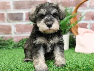 Miniature Schnauzer dogs Maria - Ad 37