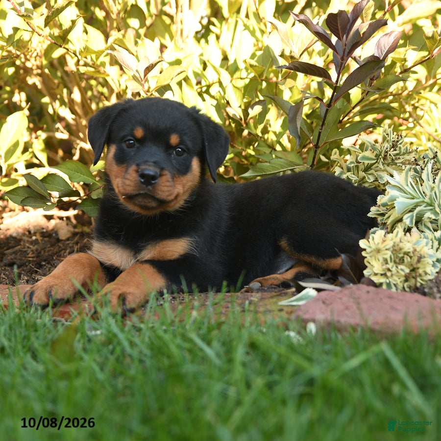Rottweiler dogs Paisley - Ad 2