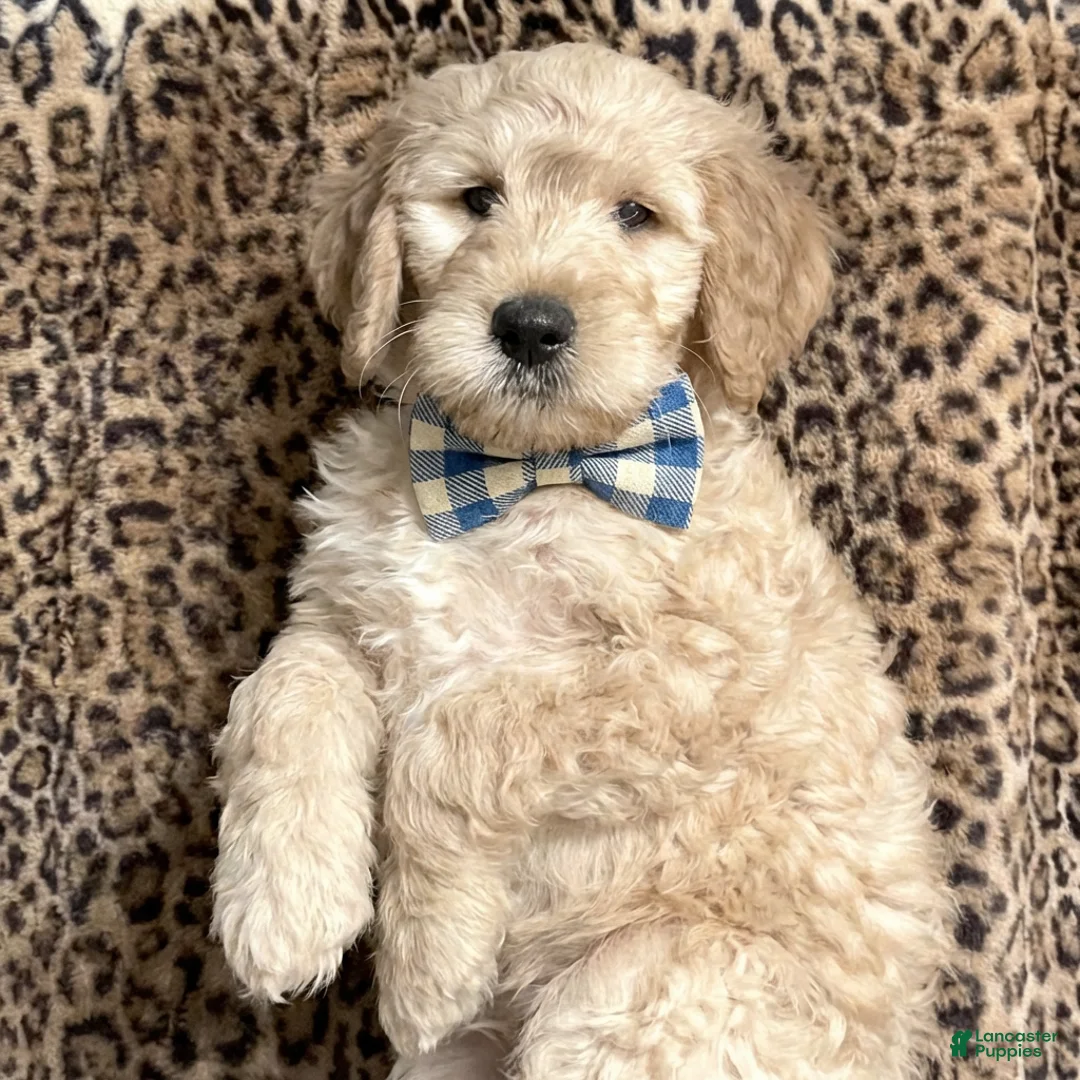 Goldendoodle dogs for sale: Teddy (Multi-gen🐕) - Ad 1