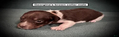 AKC Georgina's Brown Collar Male