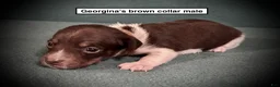 Dachshund dogs for sale: AKC Georgina's Brown Collar Male - Ad 1