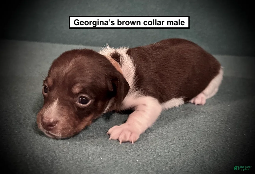 Dachshund dogs for sale: AKC Georgina's Brown Collar Male - Ad 1