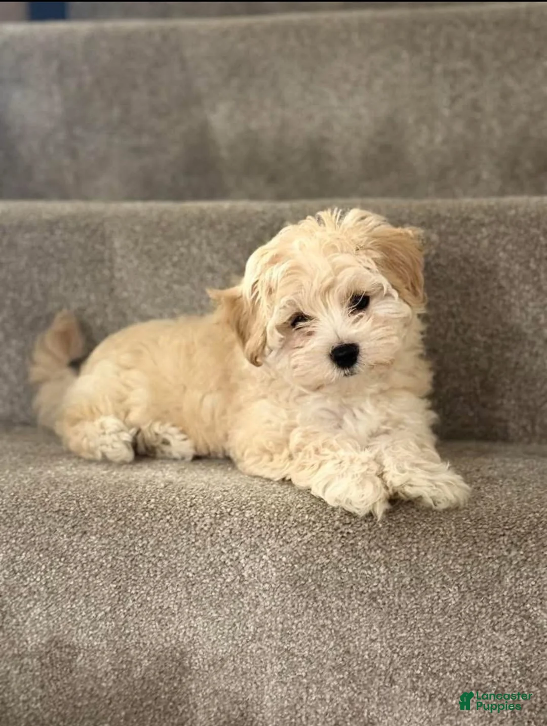 Maltipoo dogs for sale: Lola - Ad 2