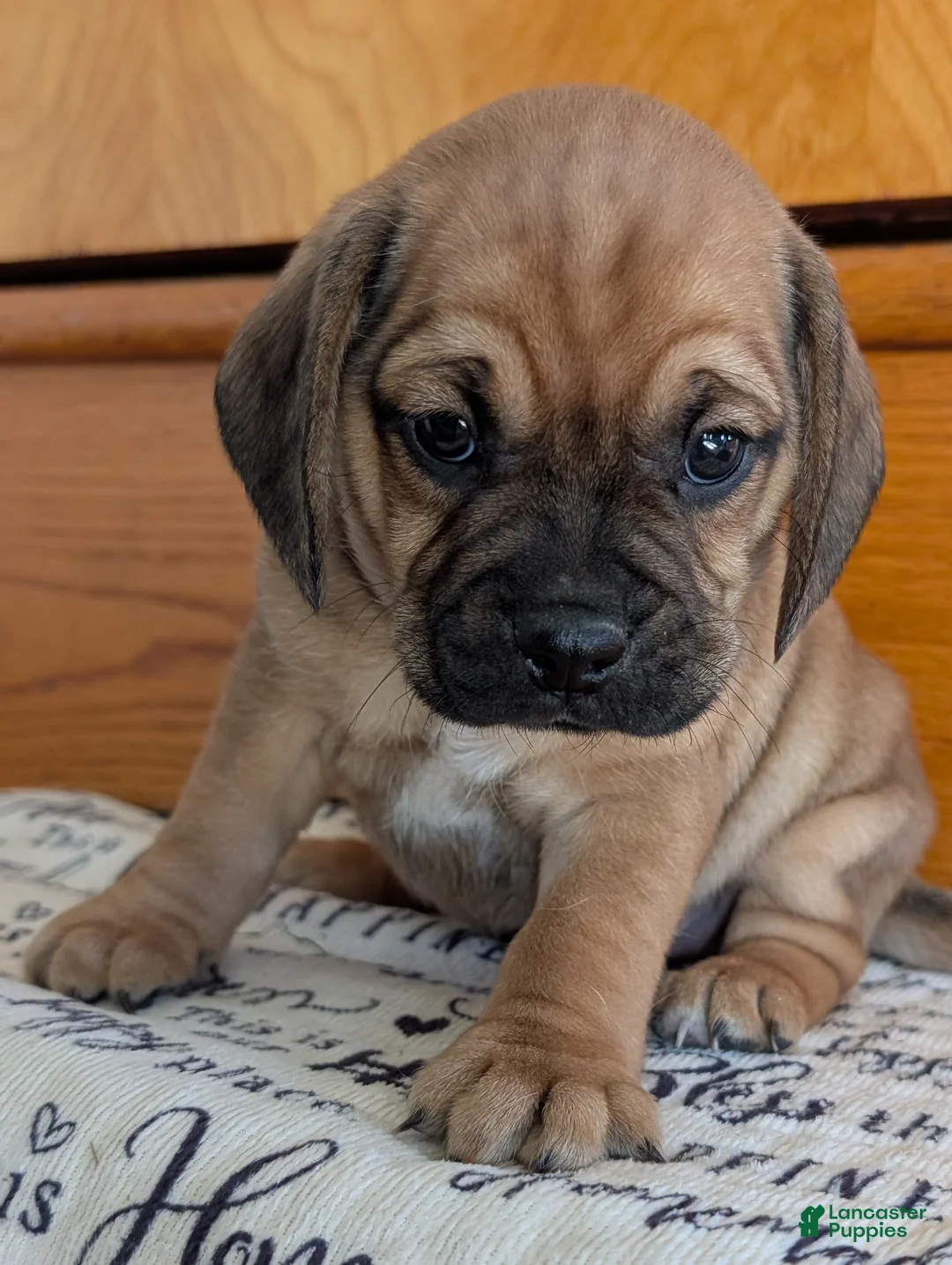 Puggle dogs for sale: Kidd - Ad 2