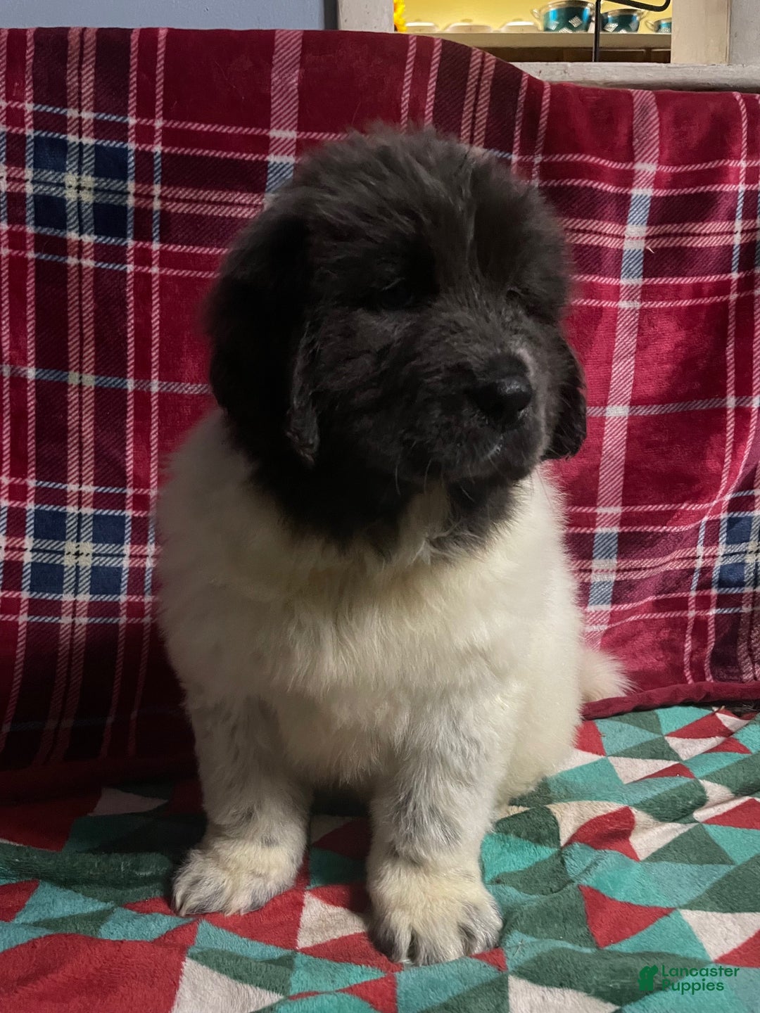 Newfoundland dogs for sale: Newfoundland Puppy 3 - Ad 9