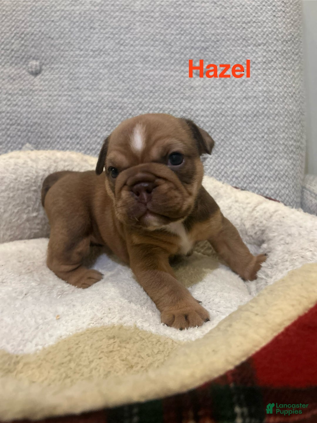 English Bulldog dogs for sale: Hazel - Ad 1