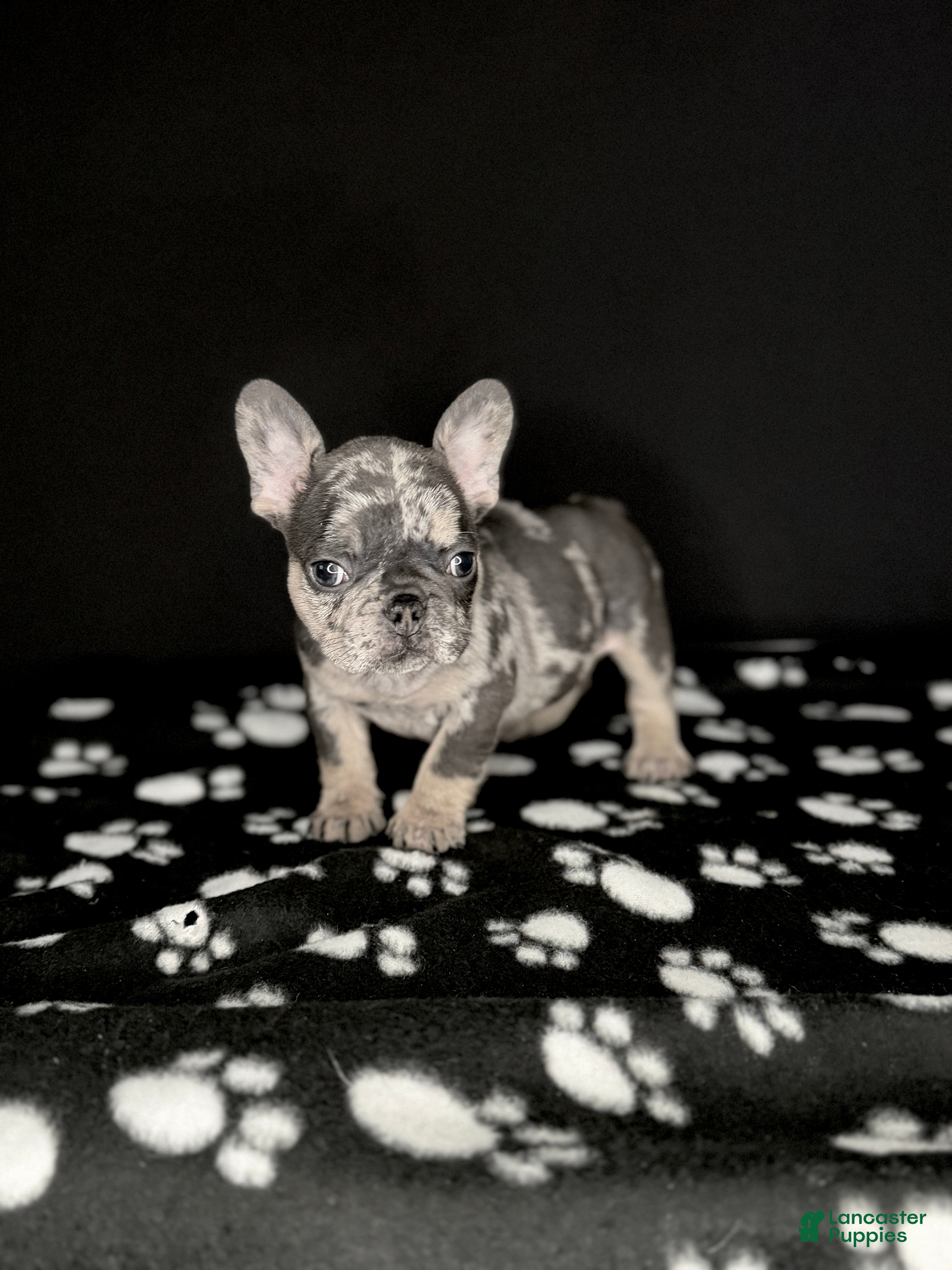 French Bulldog dogs GABBANA 🩷 - Ad 2