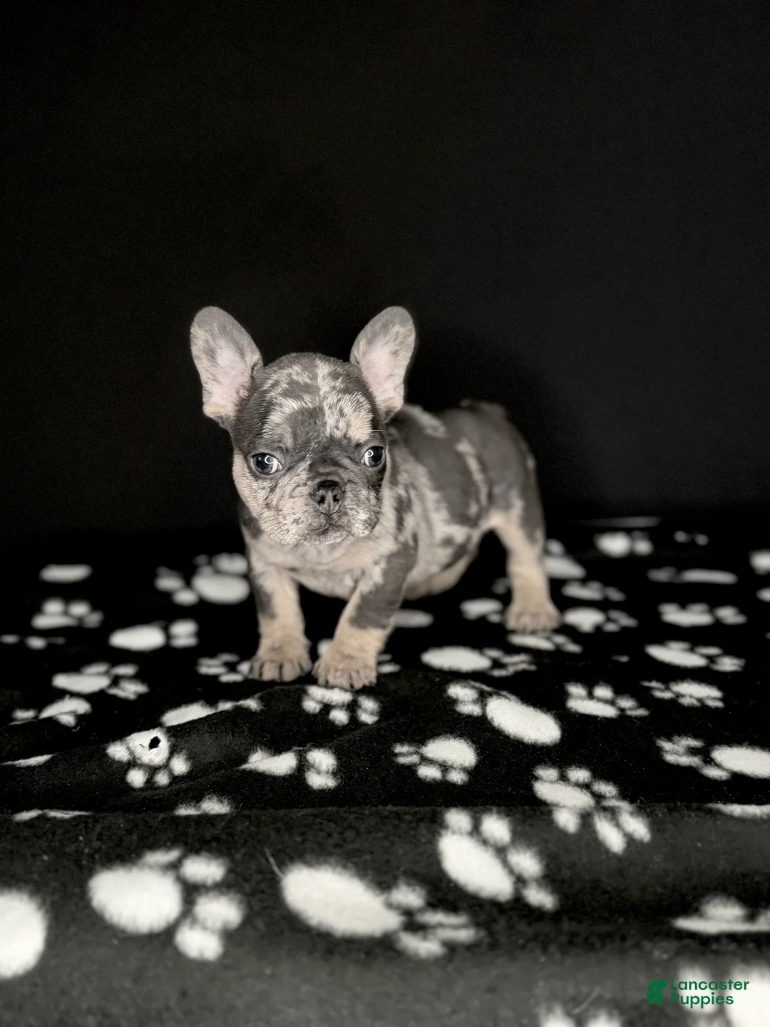 French Bulldog dogs for sale: GABBANA 🩷 - Ad 2
