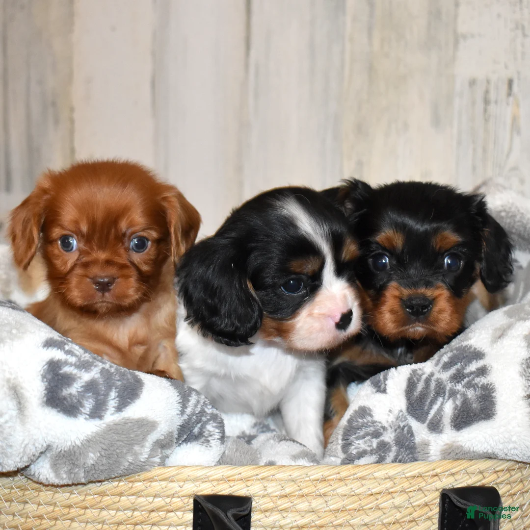 Cavalier King Charles Spaniel dogs for sale: Truffle  - Ad 10