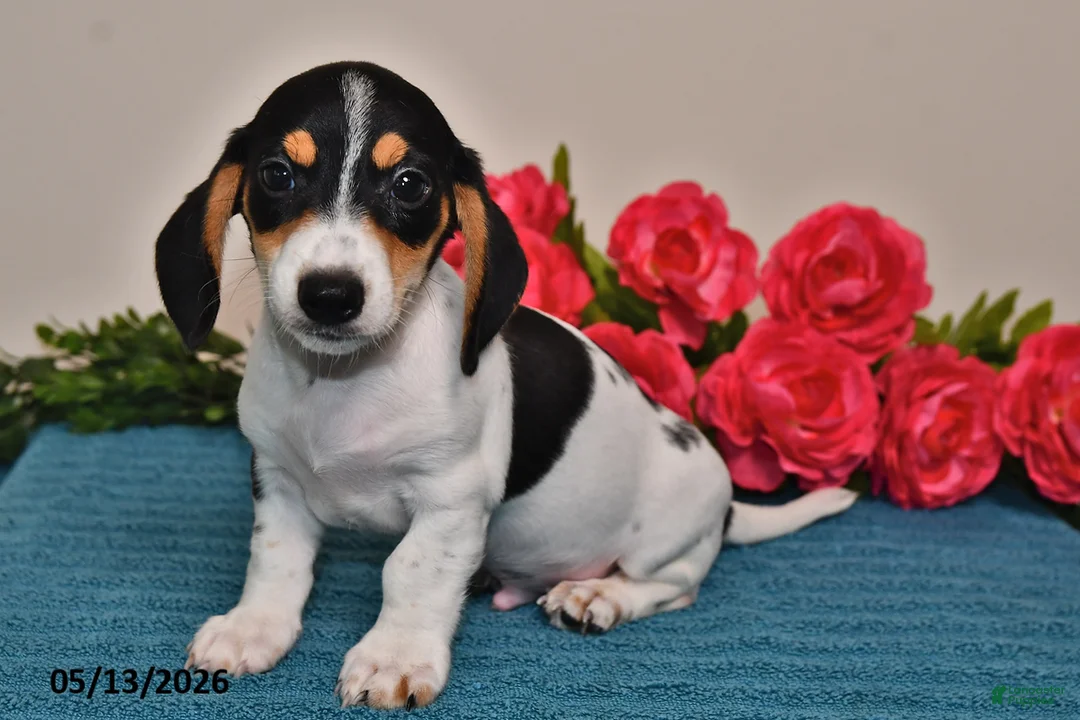 Miniature Dachshund dogs for sale: Leo - Ad 5