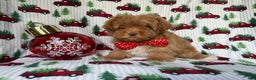 Lhasa Apso dogs for sale: Spud - Ad 3