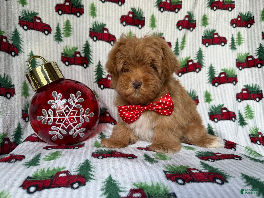 Lhasa Apso dogs for sale: Spud - Ad 3