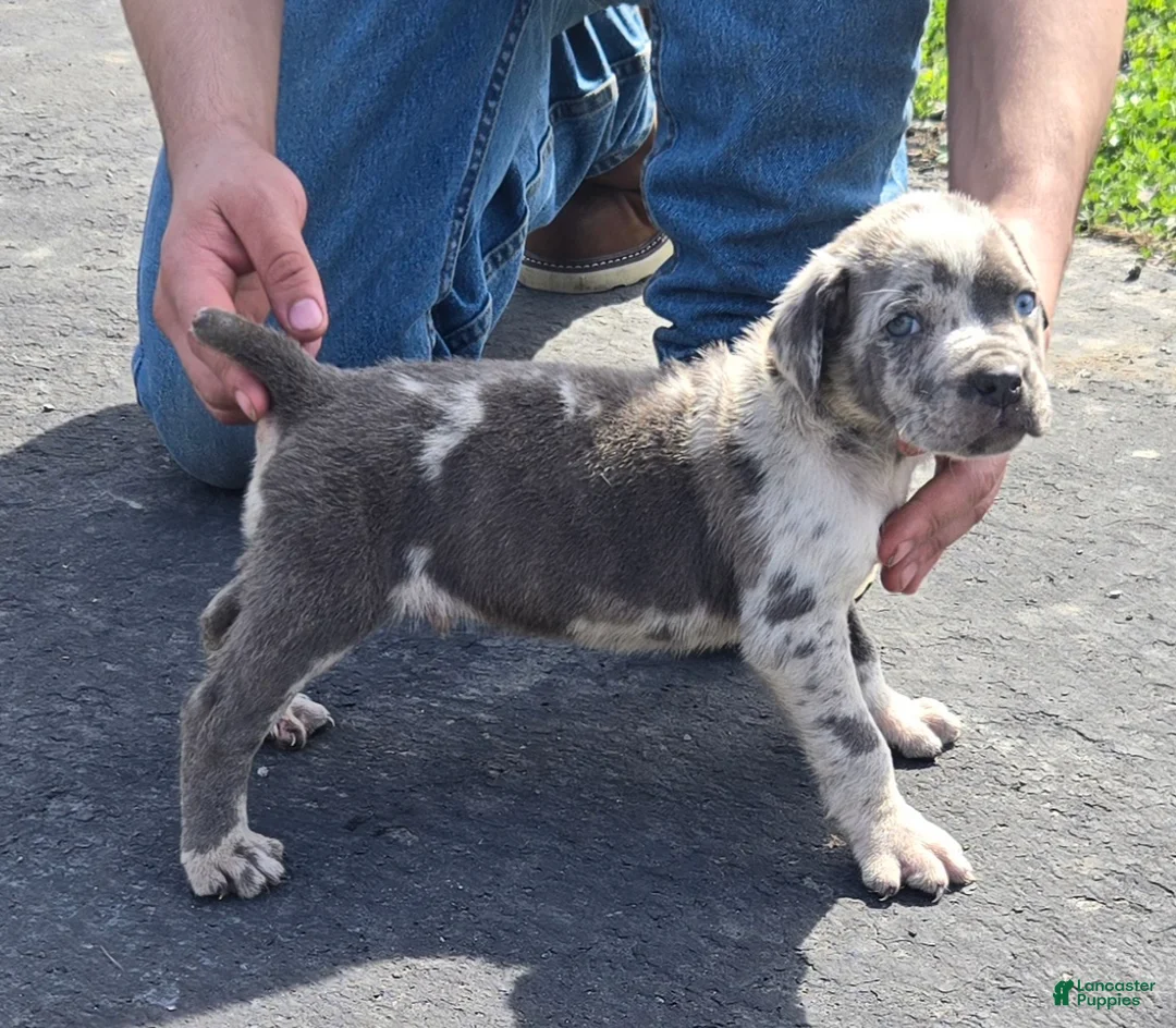 Mixed Breed dogs for sale: Hawks Skyler - Ad 1