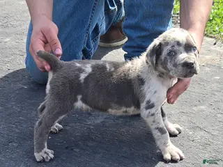 Mixed Breed dogs Hawks Skyler - Ad 14