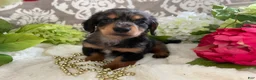 Miniature Dachshund dogs for sale: Kade - Ad 12