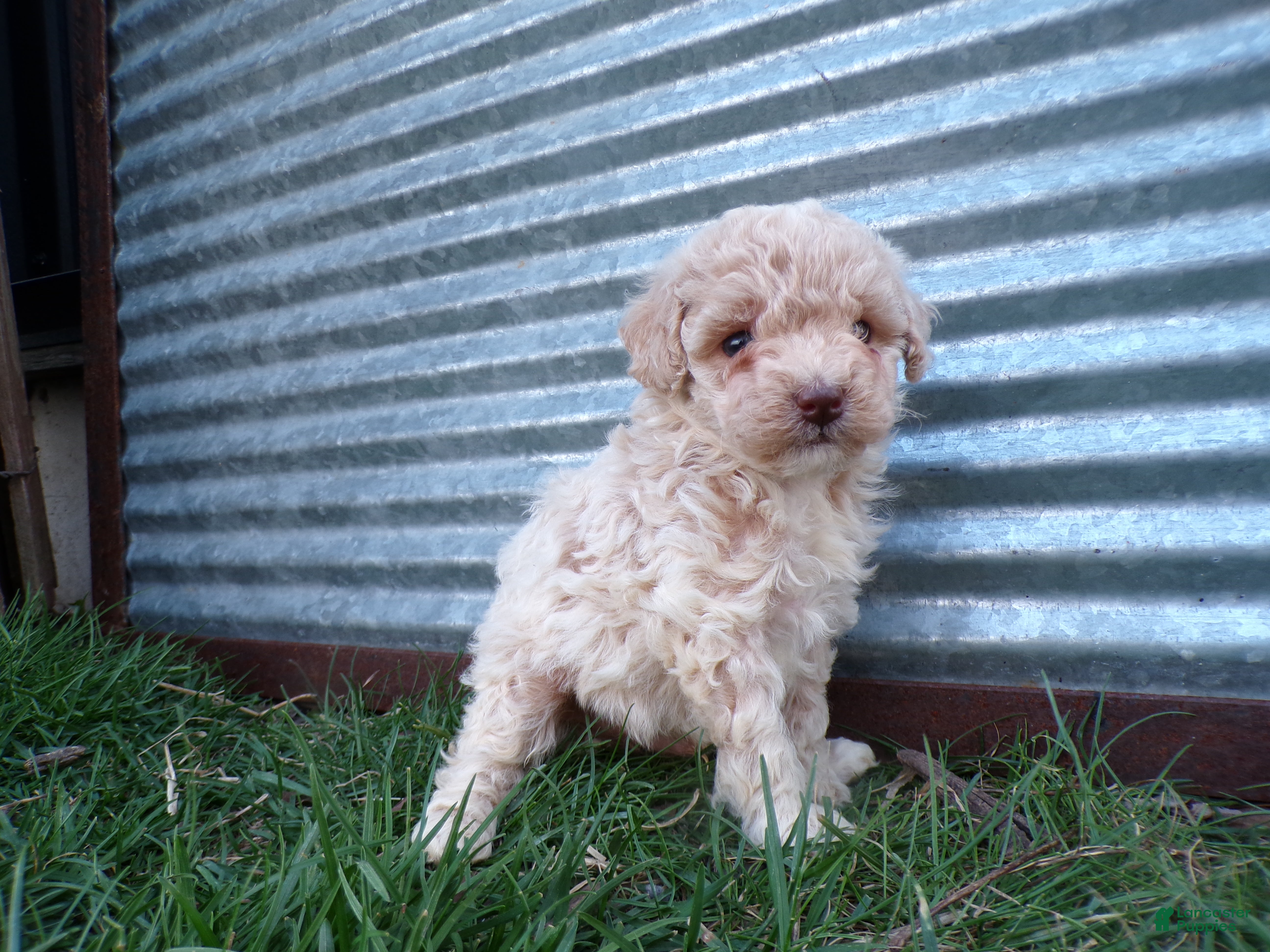 Toy Poodle dogs Rex - Ad 1