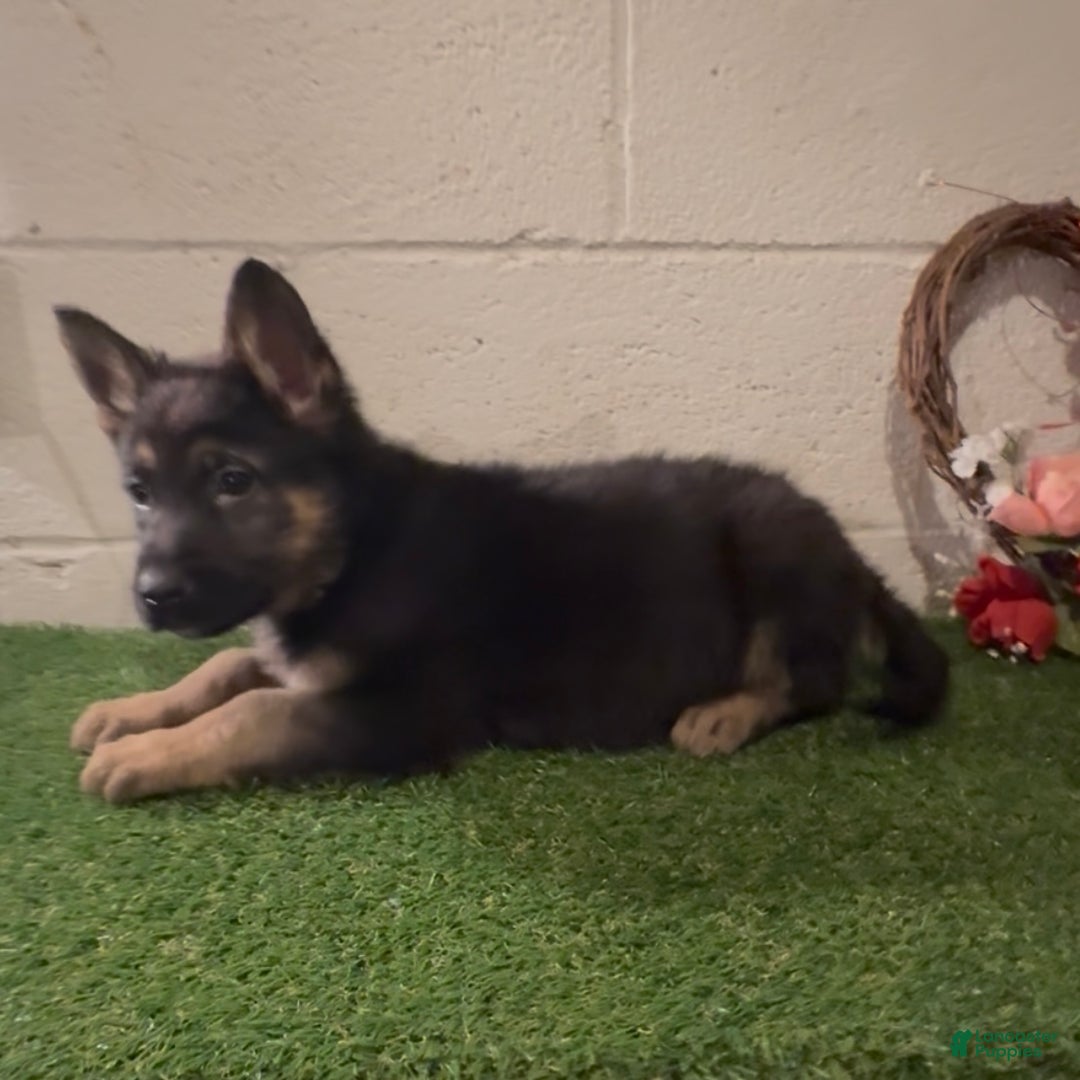 German Shepherd dogs for sale: SIMON - Ad 7