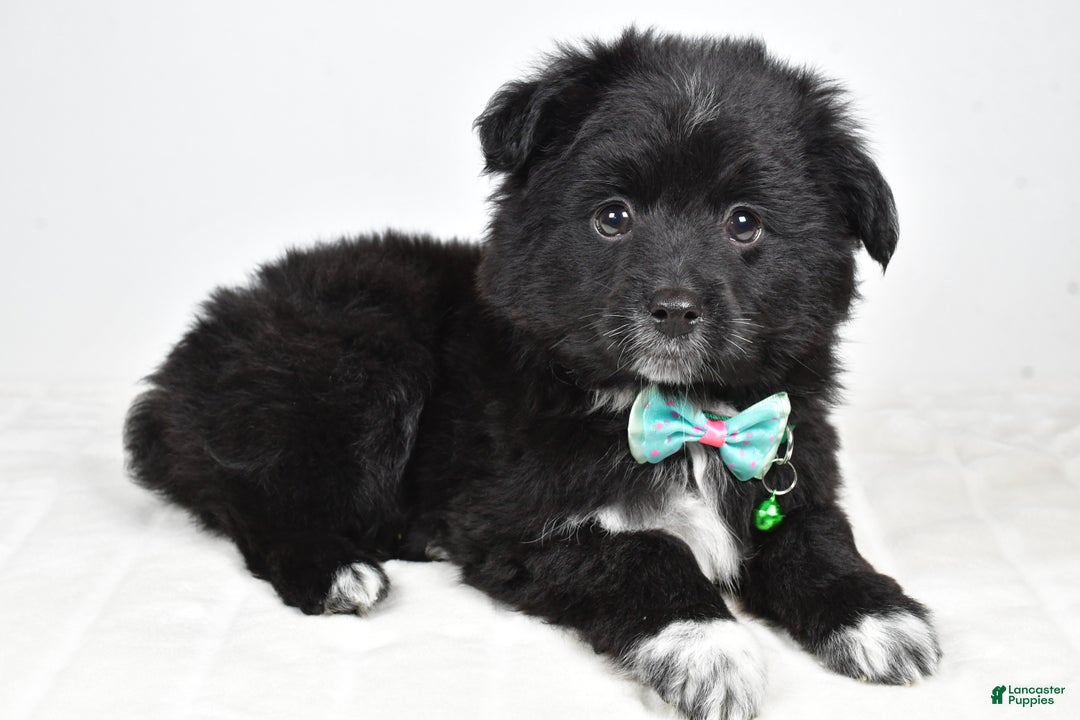 Mini Aussiedoodle dogs for sale: Wyatt  - Ad 8