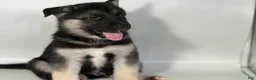 Mixed Breed dogs for sale: Buddy - Ad 4