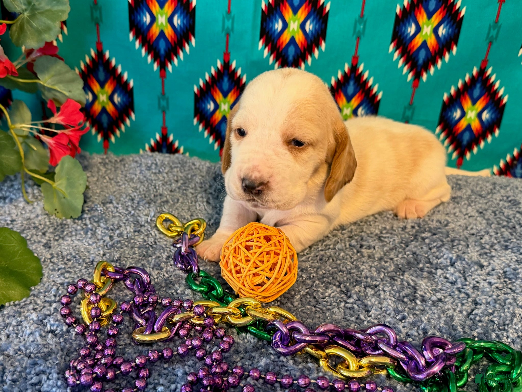 Basset Hound dogs for sale: Theo - Ad 1