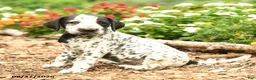 Dalmatian dogs for sale: Pirate - Ad 3