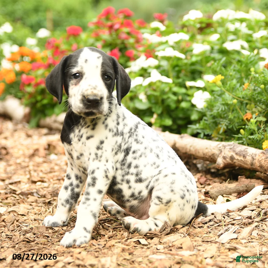 Dalmatian dogs for sale: Pirate - Ad 3