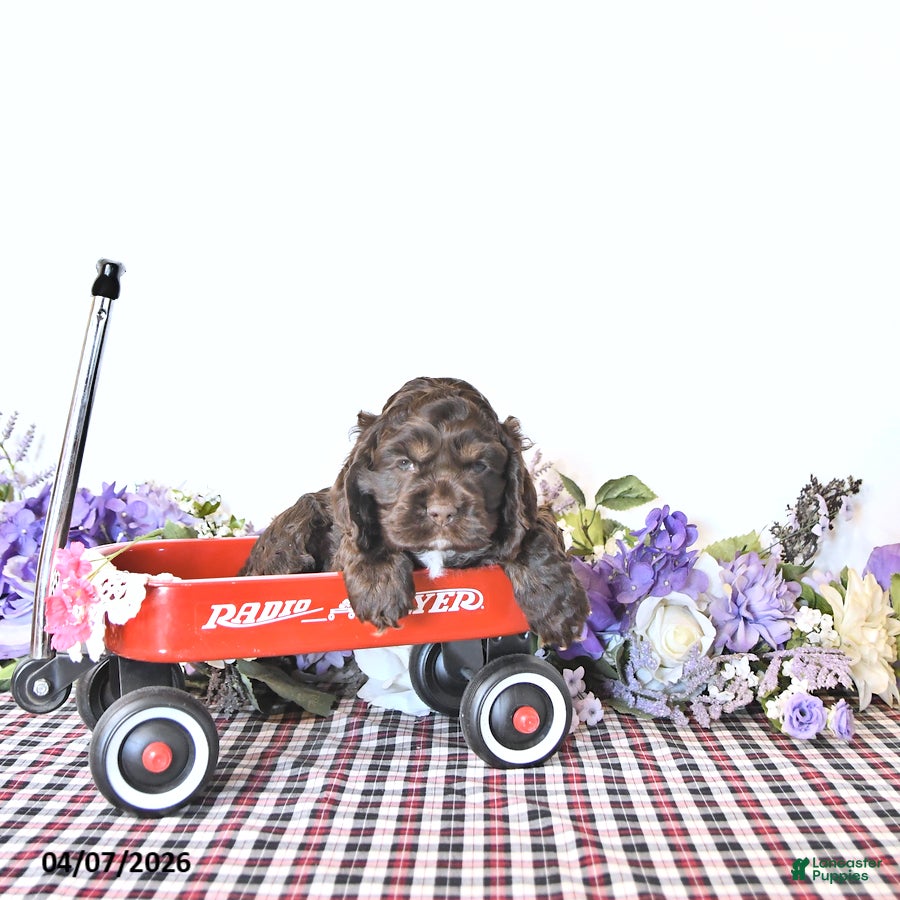 English Cocker Spaniel dogs Katie - Ad 1