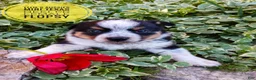 Mixed Breed dogs for sale: Flopsy - Ad 7